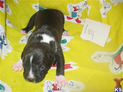 American Staffordshire Terrier Puppies for Sale